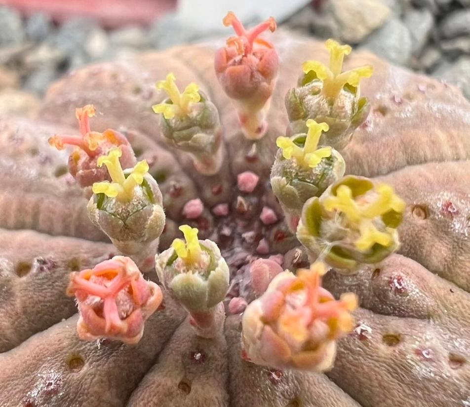Aardvark Bioreserve Ladismith Eksteriør bilde